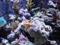 coral pics 001.jpg