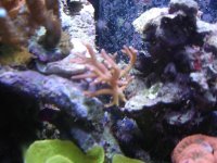 coral pics 002.jpg