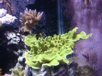 coral pics 003.jpg
