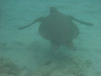 Turtle.jpg