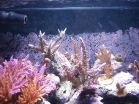 coral pics 006.jpg