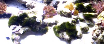 hairalgae pic.jpg