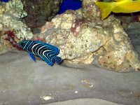 IMG_0005.jpg