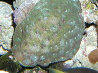 green1%28Large%29 (Medium).jpg