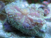 IMG_4323.jpg