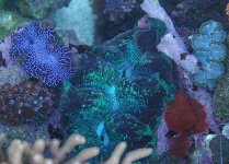 three clams.jpg