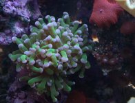 frogspawn.jpg