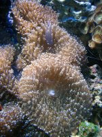 Hairy Mushroom 4.jpg