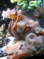 Green Stripe Mushroom2 .jpg