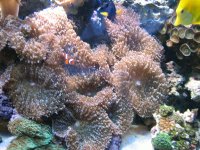 Hairy Mushroom 2.jpg