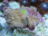 IMG_4322.jpg