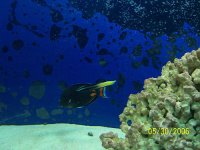 Achilles Cleaner.jpg