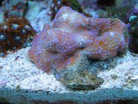 Montipora Superman Danae.jpg