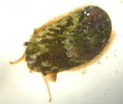 strombola snail.jpg