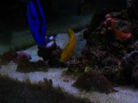 Fish Tank 003.jpg