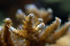 sps polyps.jpg