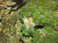 coralsclams6-7-07053.jpg