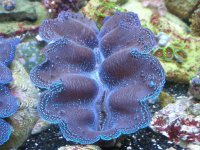 crocea clam 1.JPG
