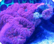 UV Blasto Babies.jpg