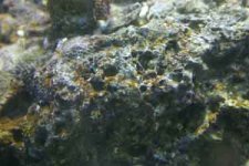 starfish-remains3.jpg