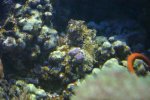 starfish-remains2.jpg