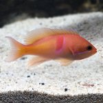 lg_85363_Red_Belted_Anthias.jpg