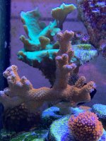 Montipora.jpg