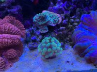 Ido gold hammer3.jpg