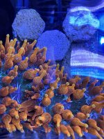 1CEBB728-223F-48F2-81EC-FE3845C53AEE.jpeg