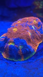 66A4245B-A058-468D-9D8F-604CFFA99A05.jpeg