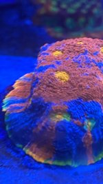 C20E5369-B526-40FC-8B15-3C22A501DB0C.jpeg