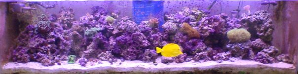 125_tankonly1.jpg