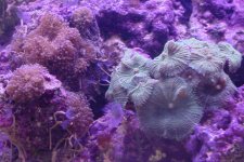 125_shrooms1.jpg