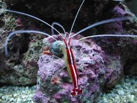 cleaner shrimp.jpg