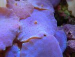 shroom2.jpg