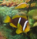 sandarasopterus1.jpg