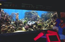barrierreef47_8_02.jpg