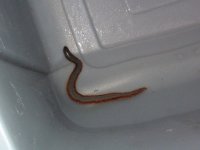 worm5-small.jpg