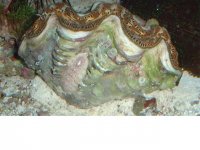 clam_chiton.jpg