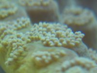 coralmacro3.jpg