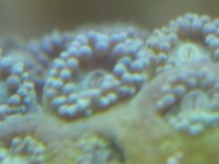 coralmacro4.jpg