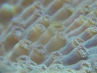 coralmacro5.jpg