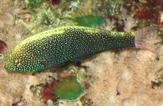 negrosensis1.jpg