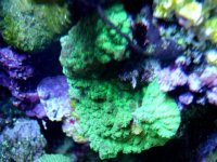 dsc00524.jpg