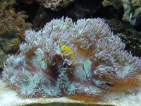 goby.jpg
