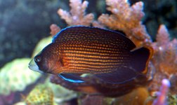 splendens.jpg