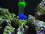 yellowtail.jpg