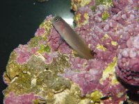 wholeblenny.jpg