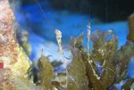 two_types_of_algae.jpg