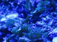 ear_algae.jpg